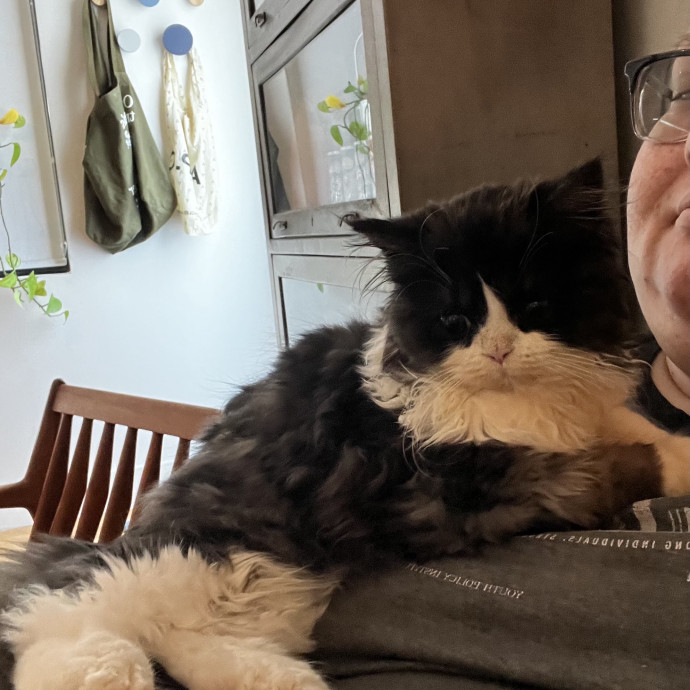 Shy And Senior Cat Care Pro