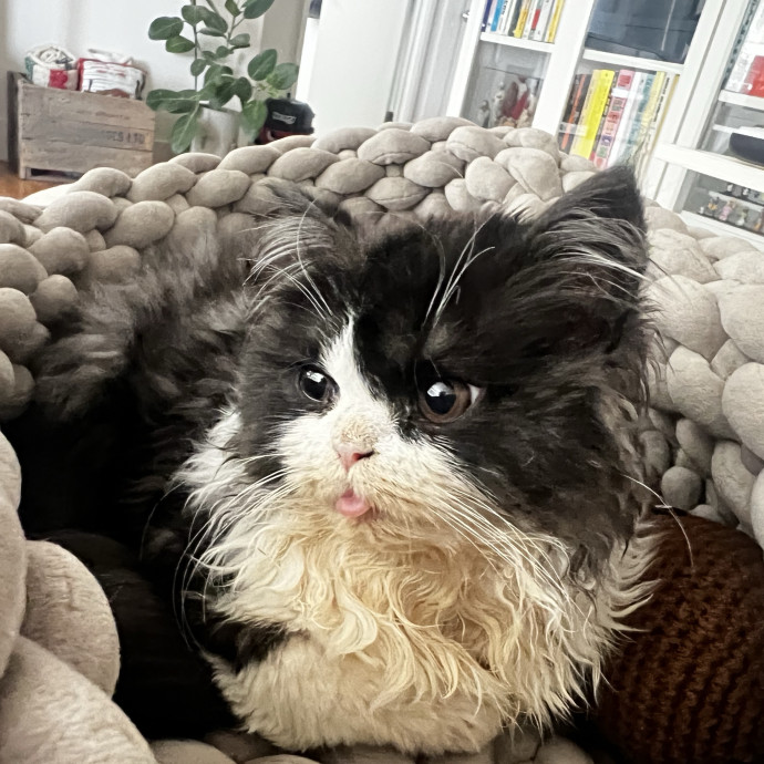Shy And Senior Cat Care Pro
