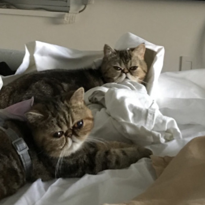 Shy And Senior Cat Care Pro
