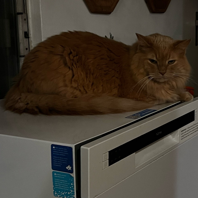 Shy And Senior Cat Care Pro
