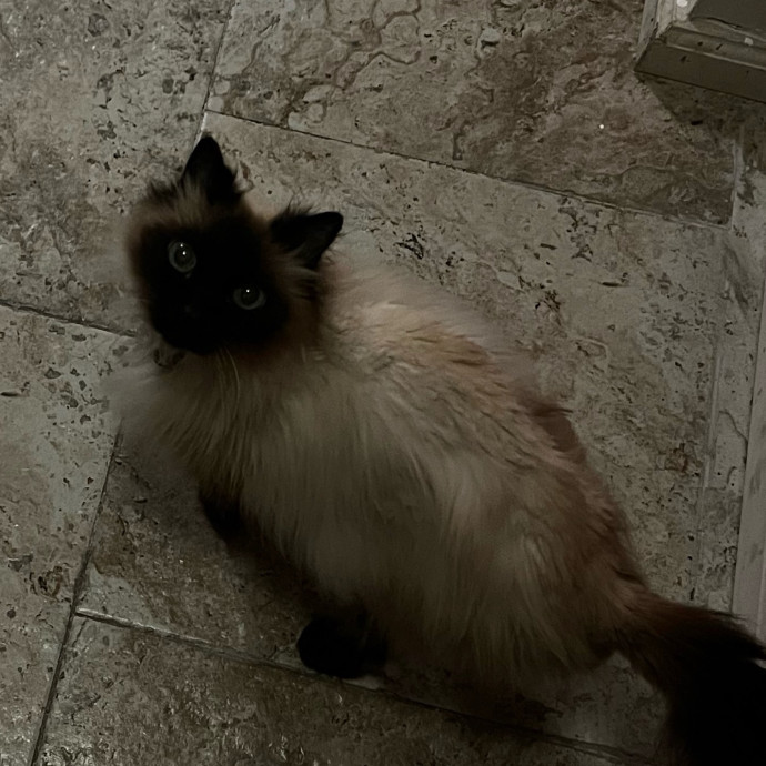 Shy And Senior Cat Care Pro