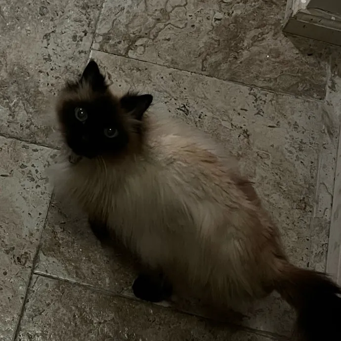 The Meow Whisperer