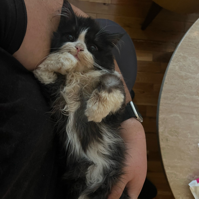 Shy And Senior Cat Care Pro