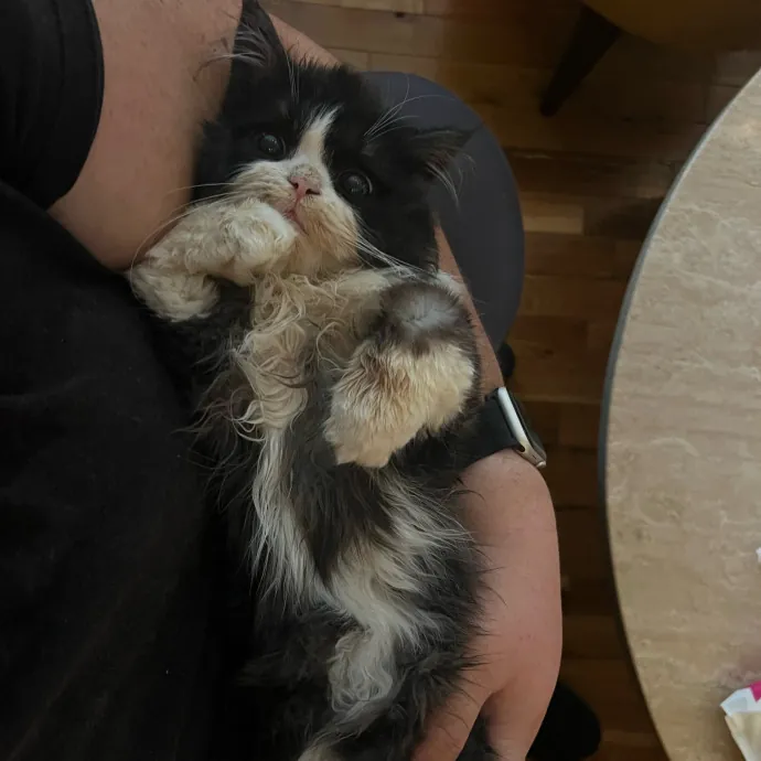 The Meow Whisperer