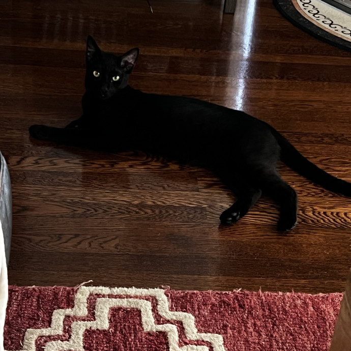 Shy And Senior Cat Care Pro