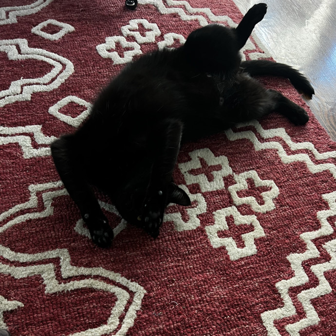 Shy And Senior Cat Care Pro
