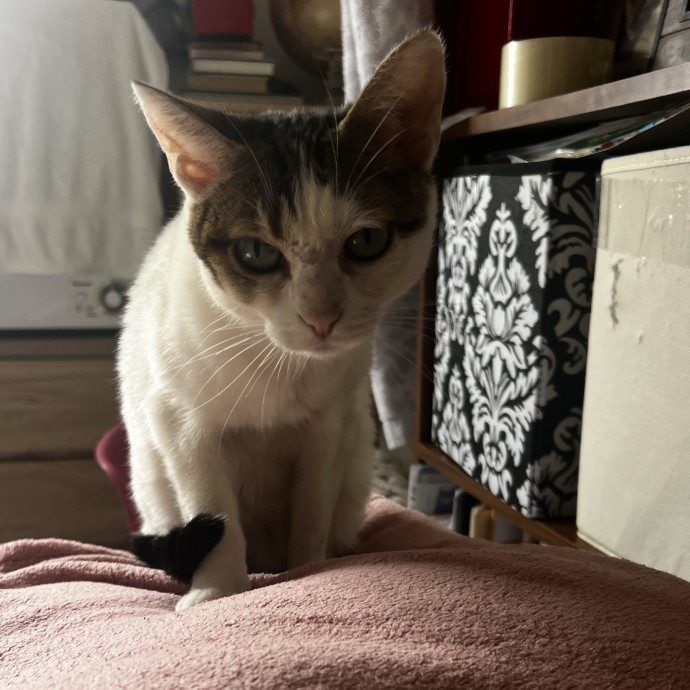 Shy And Senior Cat Care Pro