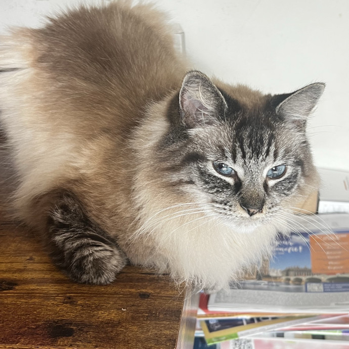 Shy And Senior Cat Care Pro