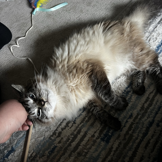 Shy And Senior Cat Care Pro