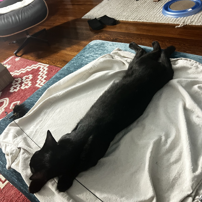 Shy And Senior Cat Care Pro