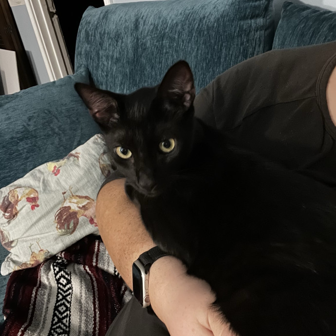 Shy And Senior Cat Care Pro