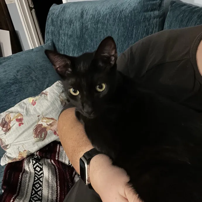 The Meow Whisperer