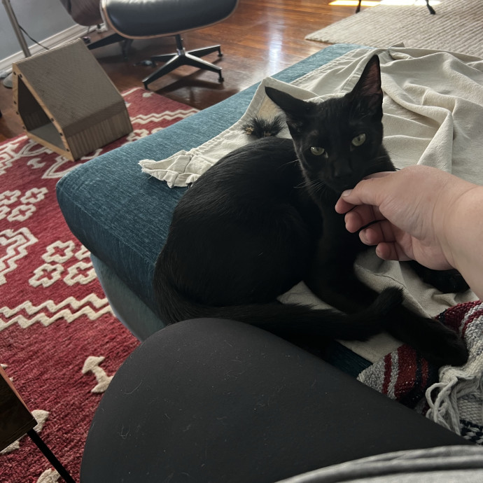 Shy And Senior Cat Care Pro