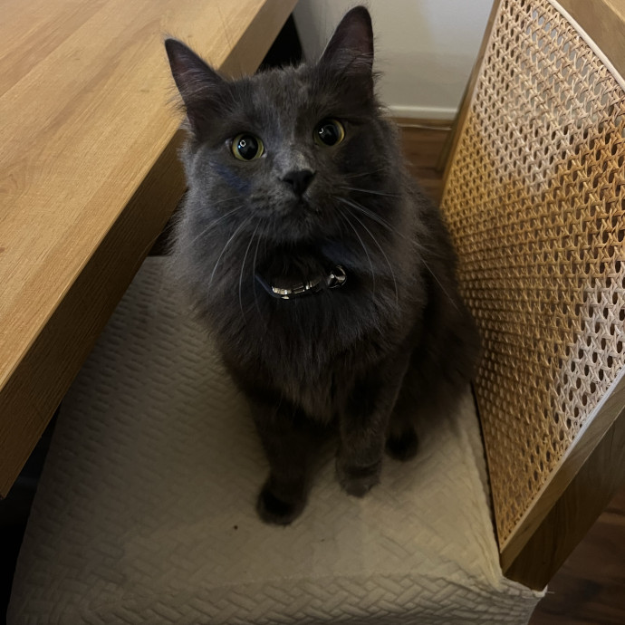 Shy And Senior Cat Care Pro