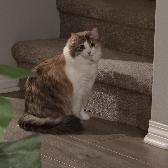 Shy And Senior Cat Care Pro