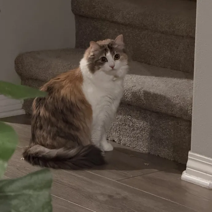The Meow Whisperer