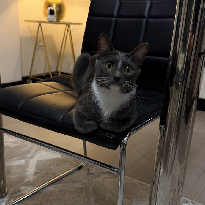Shy And Senior Cat Care Pro