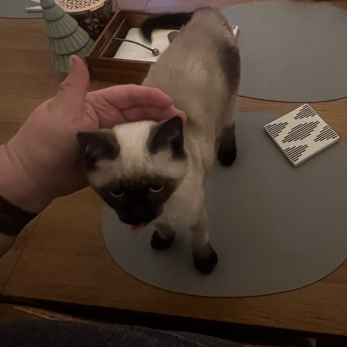 Shy And Senior Cat Care Pro