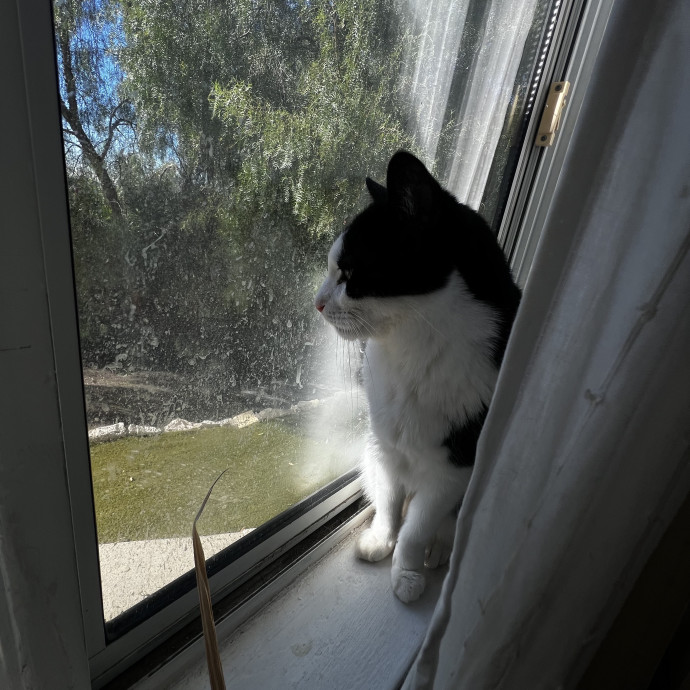 Shy And Senior Cat Care Pro