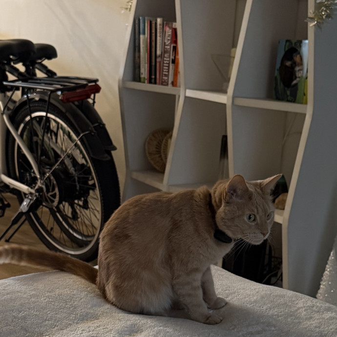 Shy And Senior Cat Care Pro