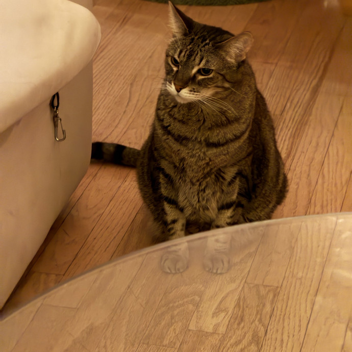 Shy And Senior Cat Care Pro