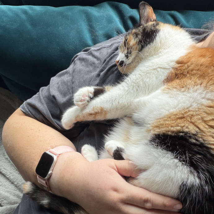 Shy And Senior Cat Care Pro