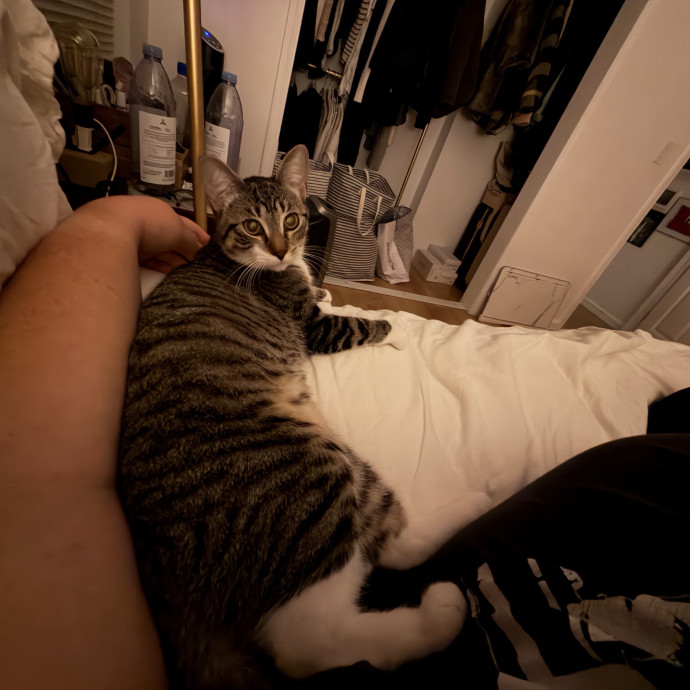 Shy And Senior Cat Care Pro