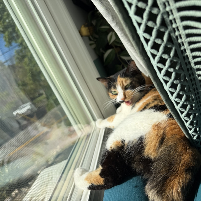 Shy And Senior Cat Care Pro