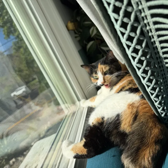 The Meow Whisperer