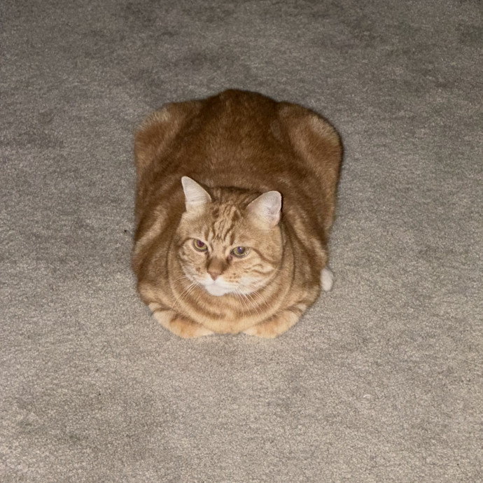 Shy And Senior Cat Care Pro