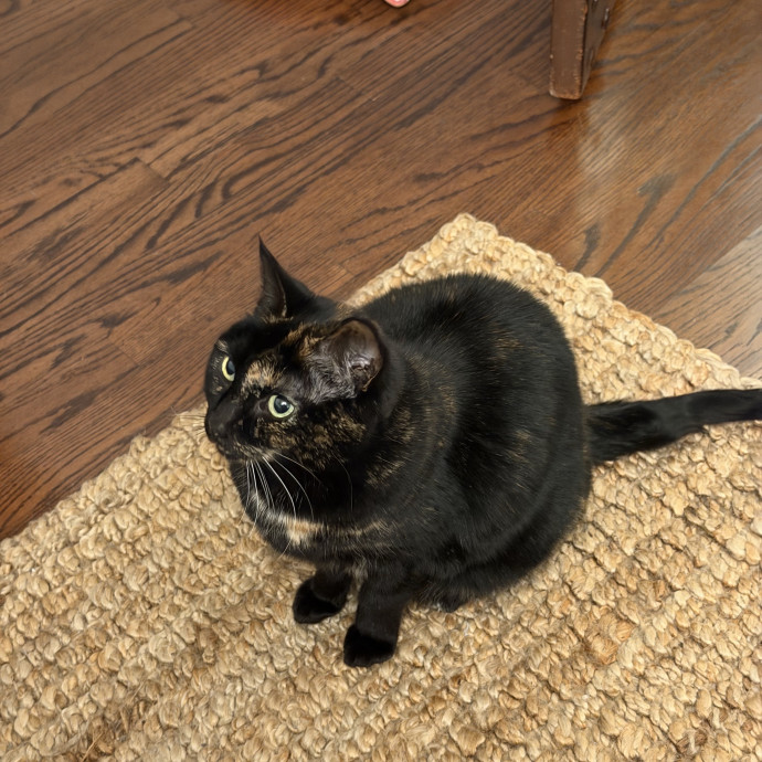 Shy And Senior Cat Care Pro
