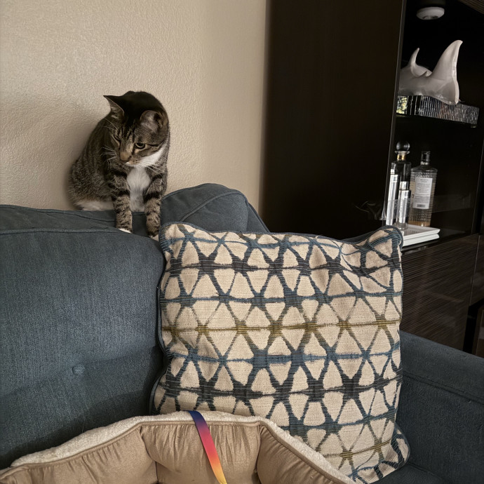 Shy And Senior Cat Care Pro