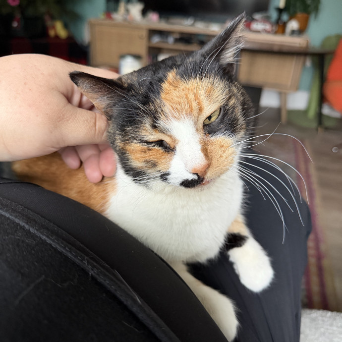 Shy And Senior Cat Care Pro