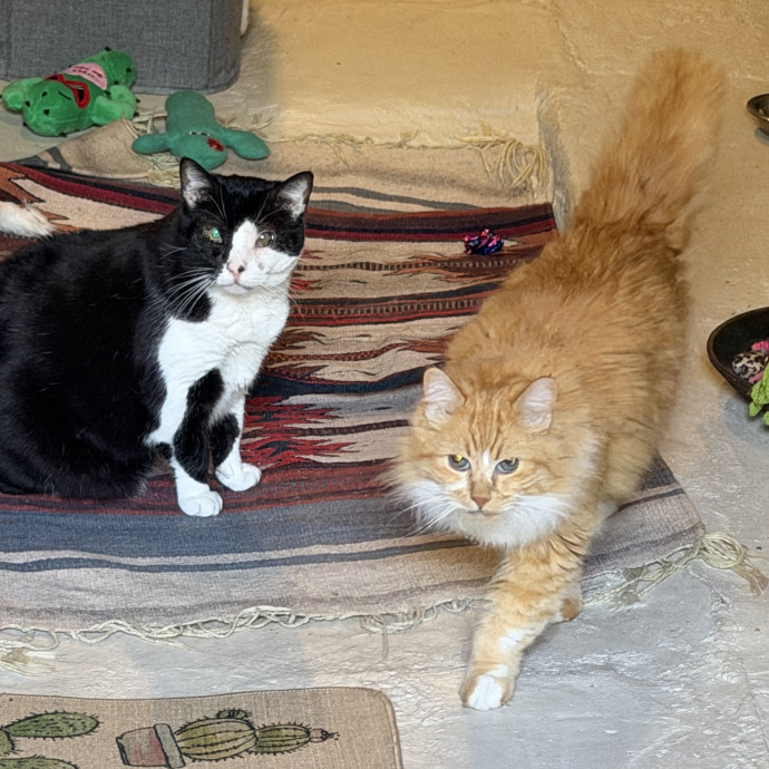 Shy And Senior Cat Care Pro