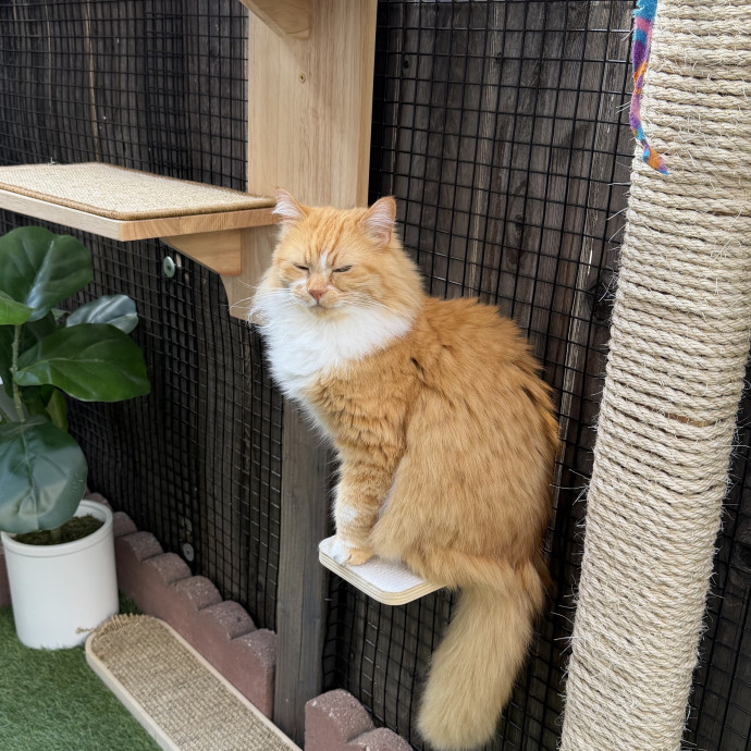 Shy And Senior Cat Care Pro