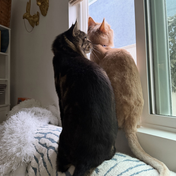 Shy And Senior Cat Care Pro