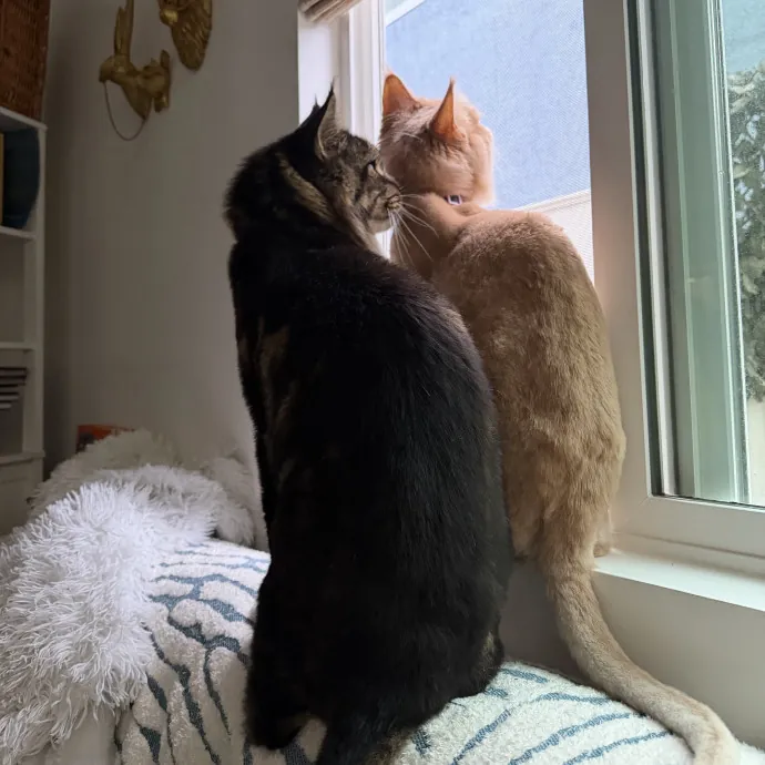 The Meow Whisperer