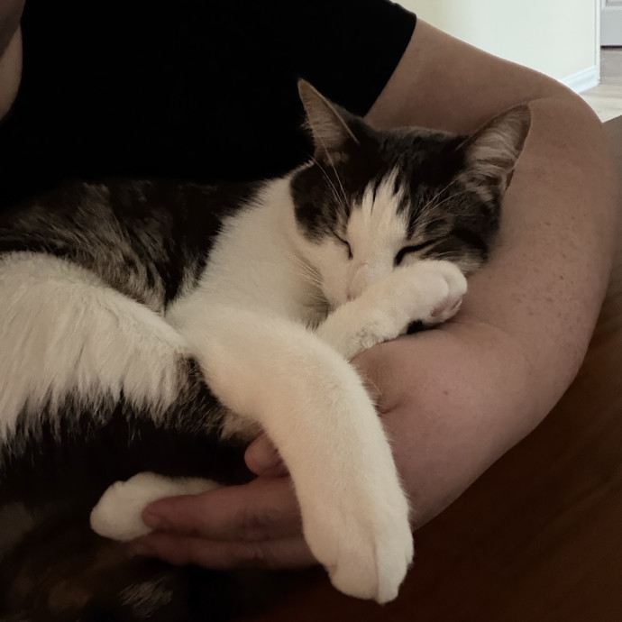 Shy And Senior Cat Care Pro