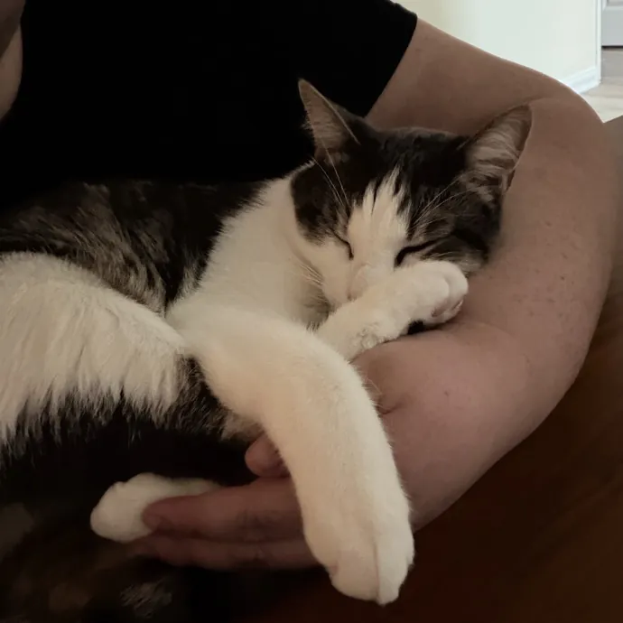The Meow Whisperer