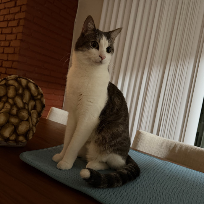 Shy And Senior Cat Care Pro