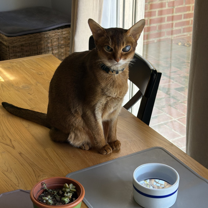 Shy And Senior Cat Care Pro
