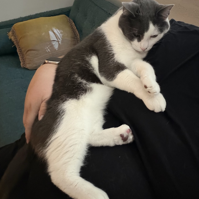 Shy And Senior Cat Care Pro