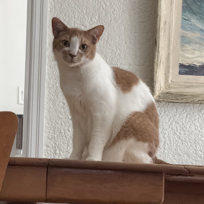Shy And Senior Cat Care Pro
