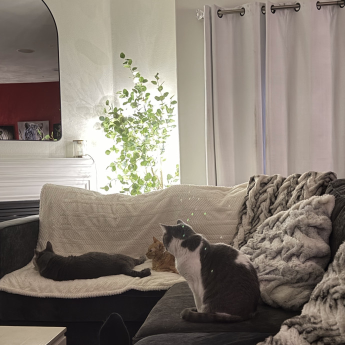 Shy And Senior Cat Care Pro