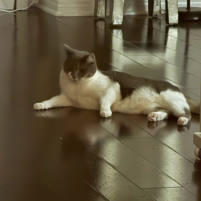 Shy And Senior Cat Care Pro