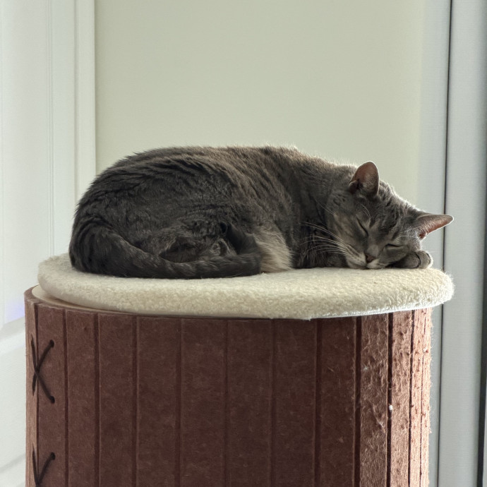 Shy And Senior Cat Care Pro