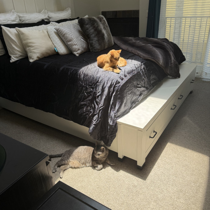 Shy And Senior Cat Care Pro