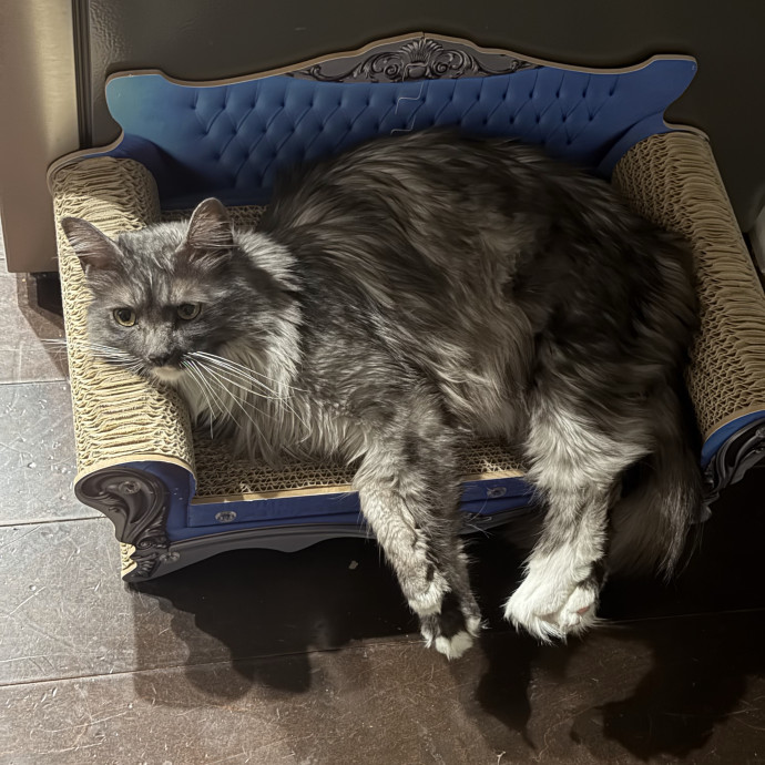 Shy And Senior Cat Care Pro