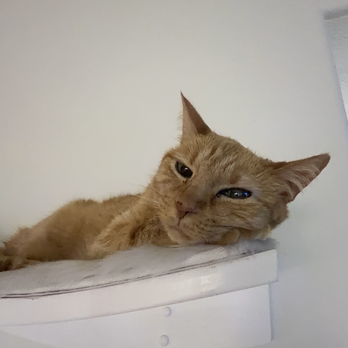 Shy And Senior Cat Care Pro