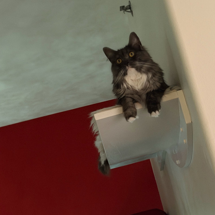 Shy And Senior Cat Care Pro